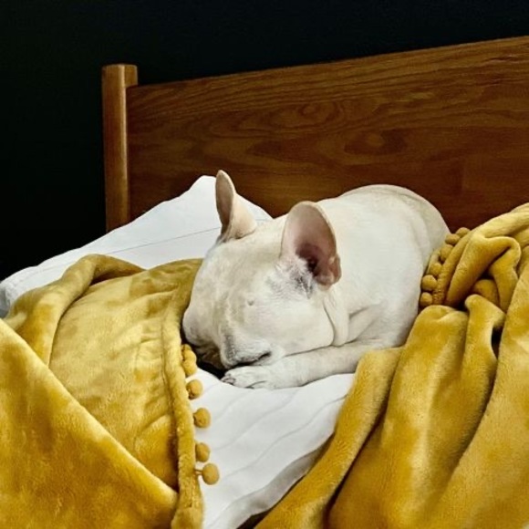 Meet your Posher, Natosha - Picture 1 of 1